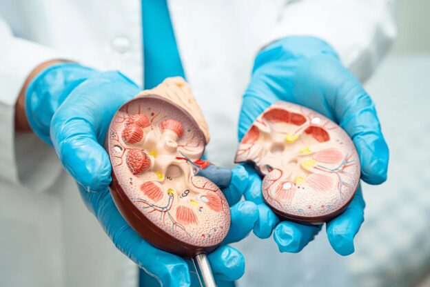 Medical model of the human kidneys with internal structures, held by gloved hands.
